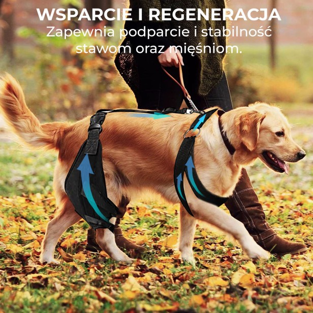 Stabilizator kolana dla psa, wsparcie i regeneracja.