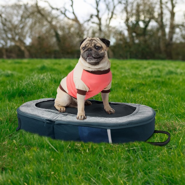 Pies siedzący na Przenośne Legowisko Podróżne Dla Zwierząt