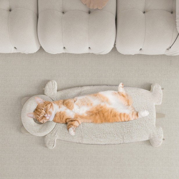 Kot leżący na Innowacyjnym Wielozadaniowym Legowisku Dla Kota