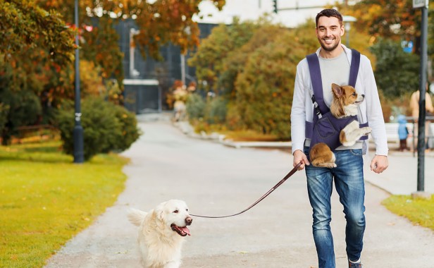 Mężczyzna na spacerze z dwoma psami, jeden na smyczy drugi w Poziomy Transporter do Noszenia Zwierząt