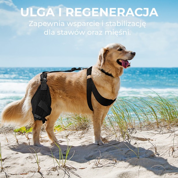 Pies ze stabilizatorem na kolano na plaży.